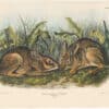Audubon Bowen Ed. Pl. 18, Marsh Hare