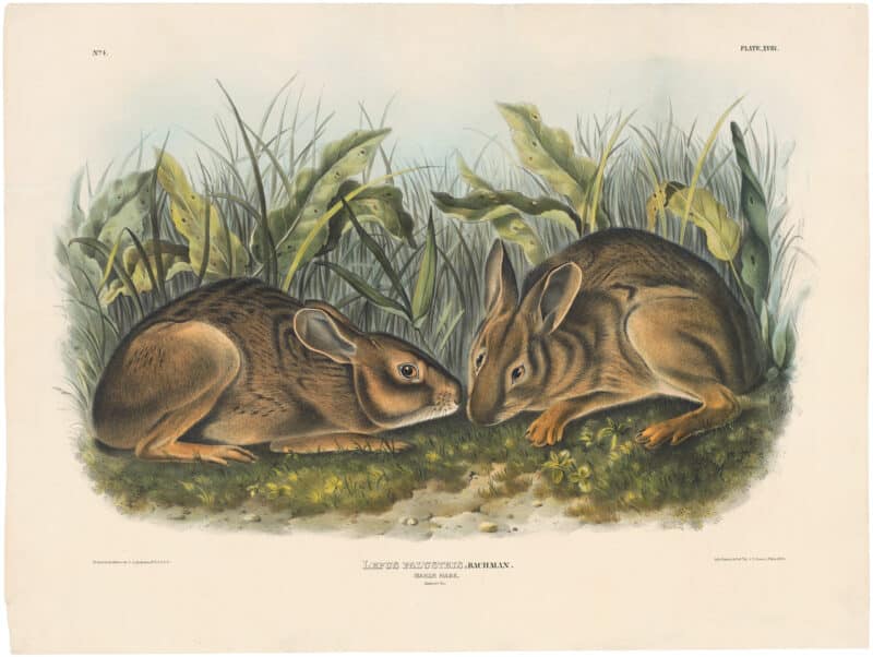 Audubon Bowen Ed. Pl. 18, Marsh Hare