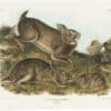 Audubon Bowen Ed. Pl. 22, Grey Rabbit
