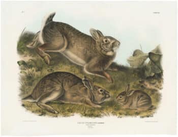 Audubon Bowen Ed. Pl. 22, Grey Rabbit