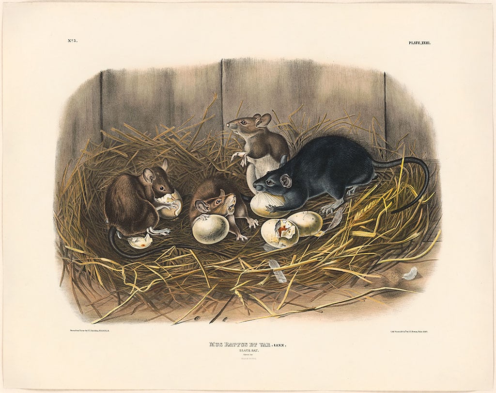 Audubon Bowen Ed. Pl. 23, Black Rat