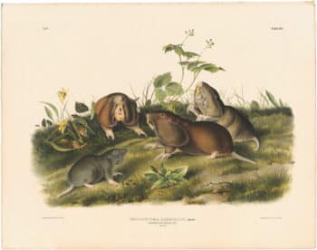 Audubon Bowen Ed. Pl. 44, Canada Pouched Rat