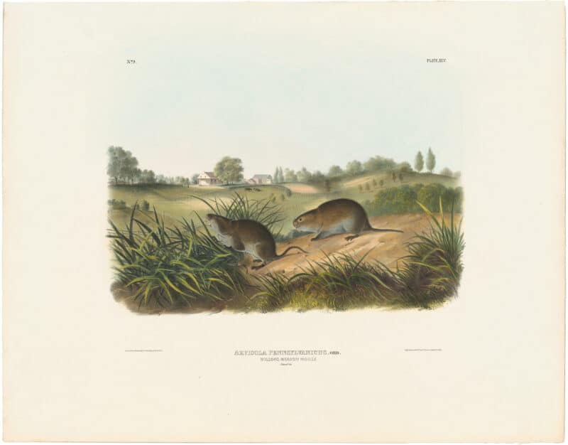 Audubon Bowen Ed. Pl. 45, Wilson's Meadow Mouse