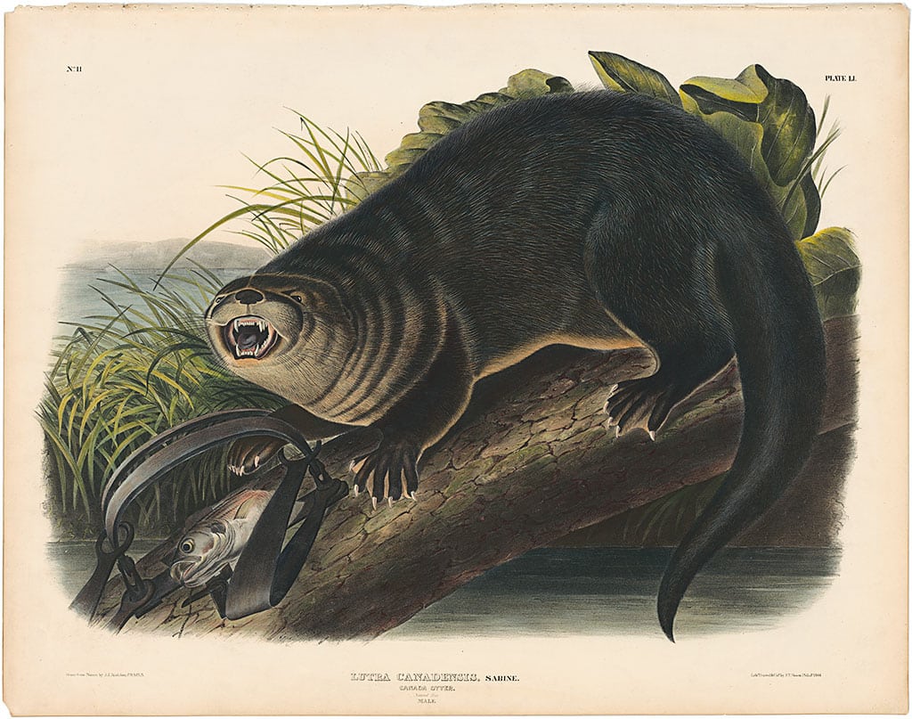 Audubon Bowen Ed. Pl. 51, Canada Otter