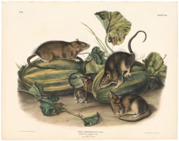 Audubon Bowen Ed. Pl. 54, Brown or Norway Rat