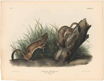 Audubon Bowen Ed. Pl. 59, White Weasel