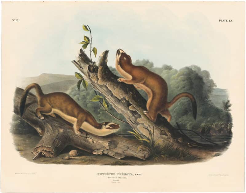 Audubon Bowen Ed. Pl. 60, Bridled Weasel
