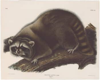 Audubon Bowen Ed. Pl. 61, Raccoon