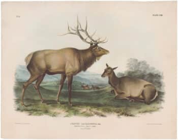 Audubon Bowen Ed. Pl. 62, American Elk - Wapiti Deer