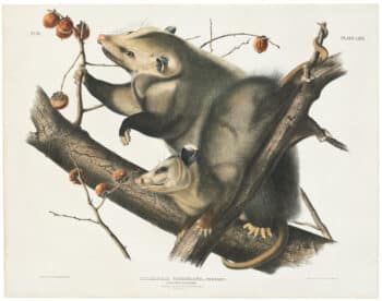 Audubon Bowen Ed. Pl. 66, Opossum