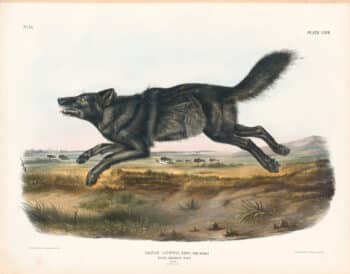 Audubon Bowen Ed. Pl. 67, Black American Wolf