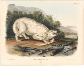 Audubon Bowen Ed. Pl. 72, White American Wolf