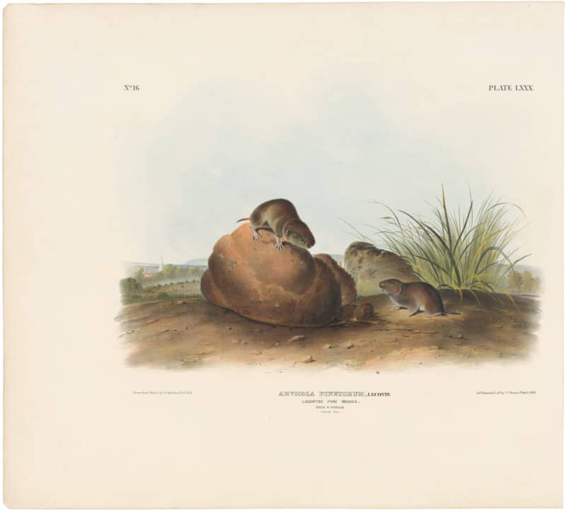 Audubon Bowen Ed. Pl. 80, Leconte's Pine Mouse