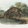 Audubon Bowen Ed. Pl. 86, Ocelot, or Leopard Cat