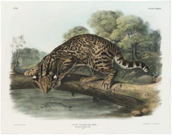 Audubon Bowen Ed. Pl. 86, Ocelot, or Leopard Cat