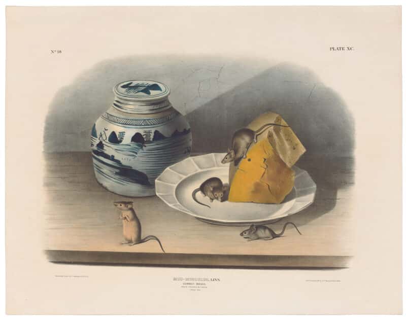 Audubon Imperial Bowen Edition Pl. 90, Common Mouse, Male, Female and Young