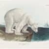 Audubon Imperial Bowen Edition Pl. 91, Polar Bear