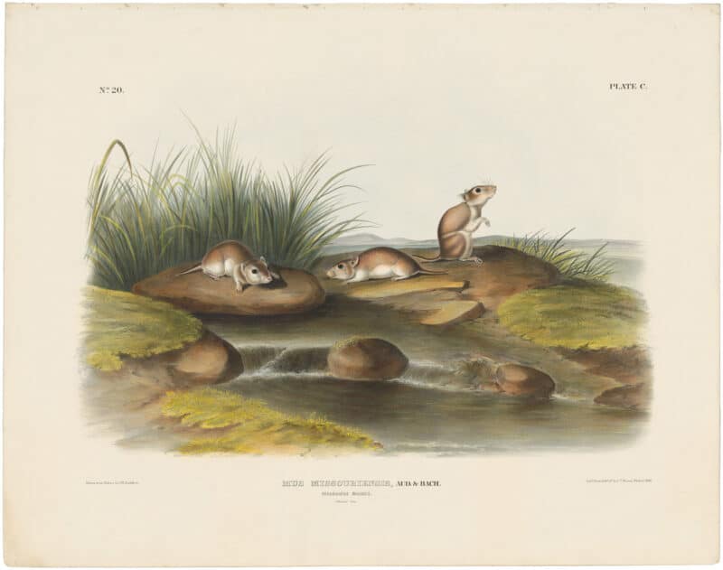 Audubon Bowen Ed. Pl. 100, Missouri Mouse
