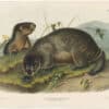Audubon Bowen Ed. Pl. 103, Hoary Marmot