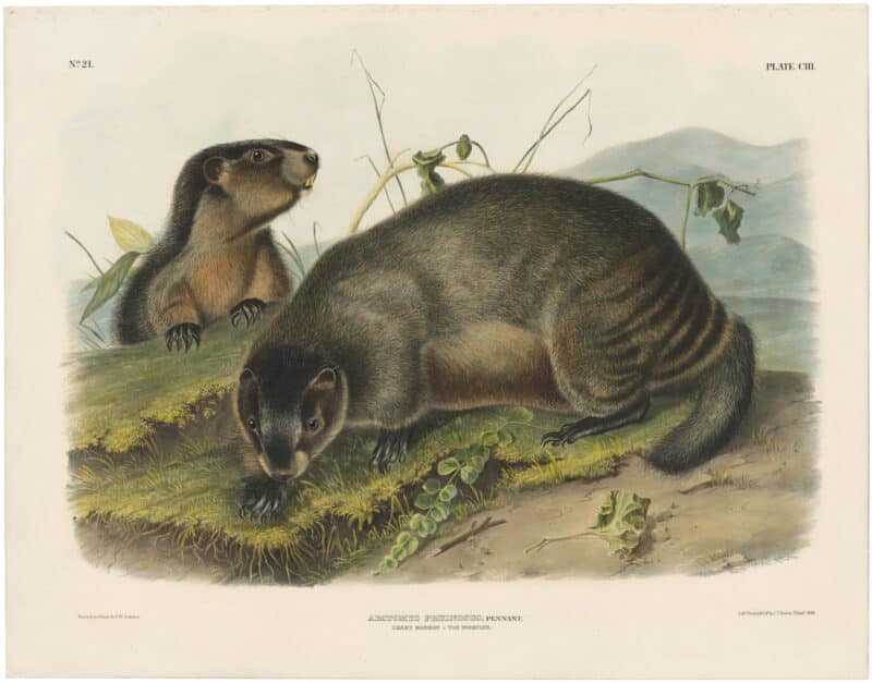 Audubon Bowen Ed. Pl. 103, Hoary Marmot