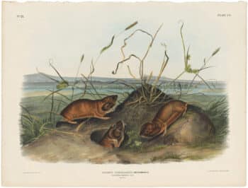 Audubon Bowen Ed. Pl. 105, Columbia Pouched Rat