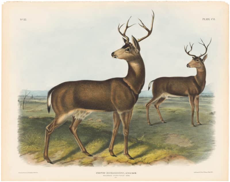 Audubon Bowen Ed. Pl. 106, Columbian Black-tailed Deer