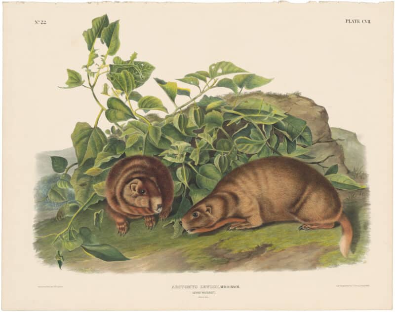 Audubon Bowen Ed. Pl. 107, Lewis Marmot
