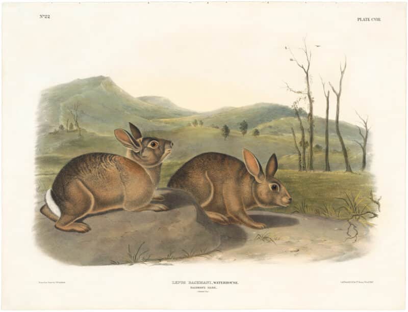 Audubon Bowen Ed. Pl. 108, Bachman's Hare
