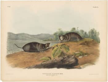 Audubon Bowen Ed. Pl. 110, Mole-shaped Pouched Rat