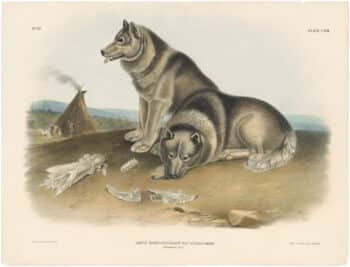 Audubon Bowen Ed. Pl. 113, Exquimaux Dog