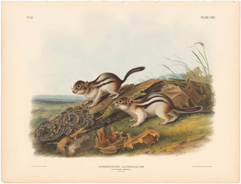 Audubon Bowen Ed. Pl. 114, Say's Marmot Squirrel