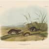 Audubon Bowen Ed. Pl. 115, Yellow-cheeked Meadow Mouse