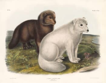 Audubon Bowen Ed. Pl. 121, Arctic Fox