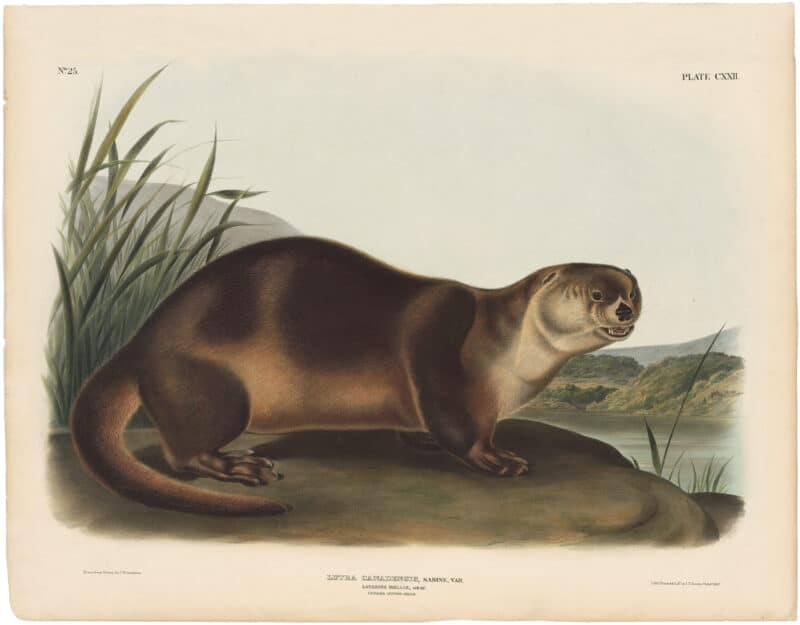 Audubon Bowen Ed. Pl. 122, Canada Otter