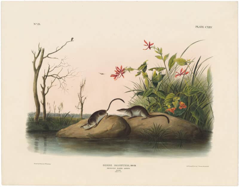 Audubon Bowen Ed. Pl. 125, American Marsh Shrew