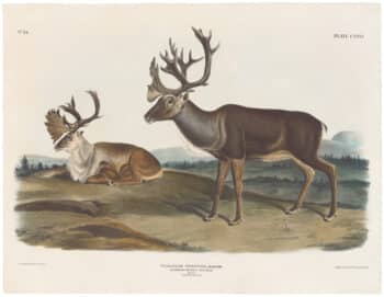 Audubon Bowen Ed. Pl. 126, Caribou or Reindeer