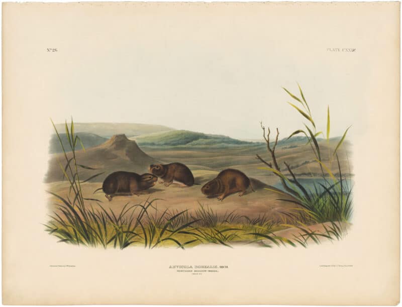 Audubon Bowen Ed. Pl. 129, Northern Meadow Mouse