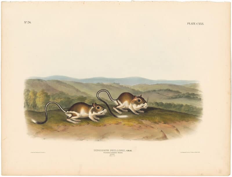 Audubon Bowen Ed. Pl. 130, Pouched Jerboa Mouse