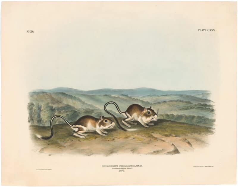 Audubon Bowen Ed. Pl. 130, Pouched Jerboa Mouse