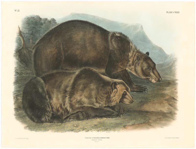Audubon Bowen Ed. Pl. 131, Grizzly Bear