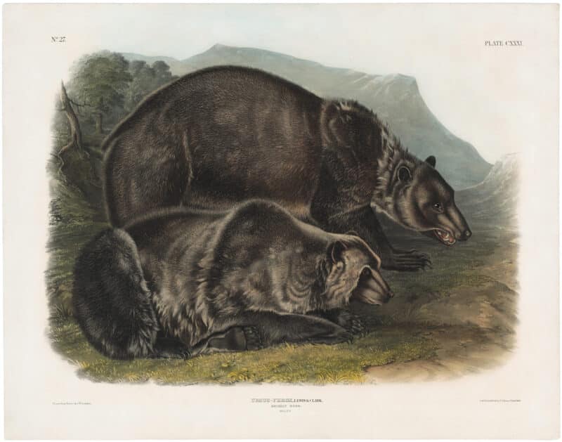 Audubon Bowen Ed. Pl. 131, Grizzly Bear