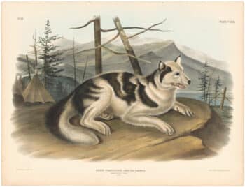 Audubon Bowen Ed. Pl. 132, Hare Indian Dog