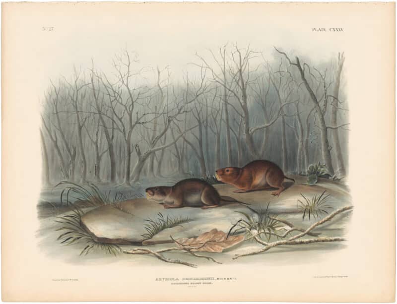 Audubon Bowen Ed. Pl. 135, Richardson's Meadow Mouse