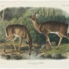 Audubon Bowen Ed. Pl. 136, Common or Virginian Deer