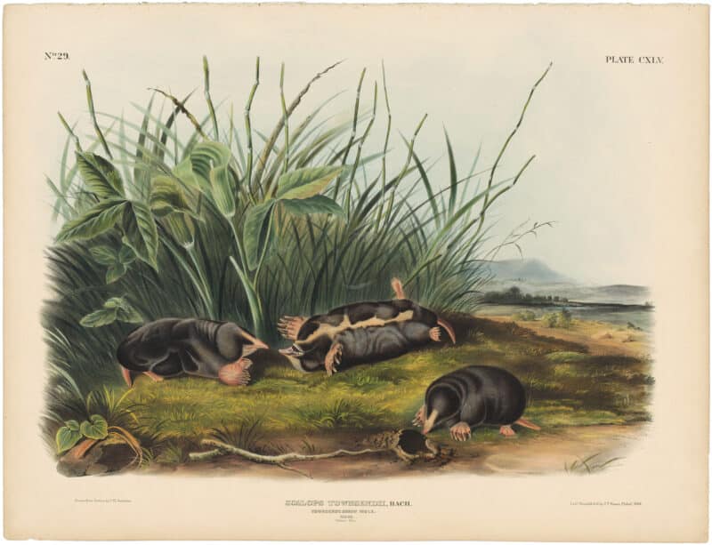 Audubon Bowen Ed. Pl. 145, Townsend's Shrew Mole