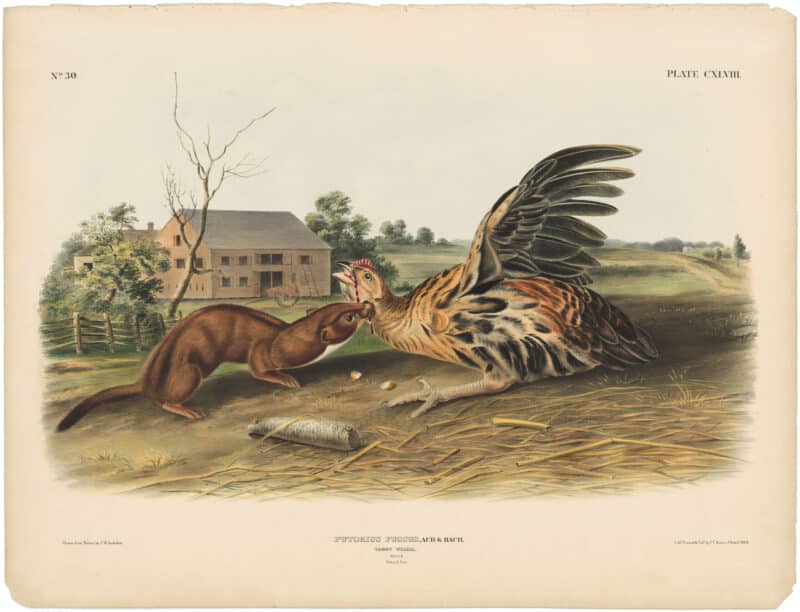 Audubon Bowen Ed. Pl. 148, Tawny Weasel