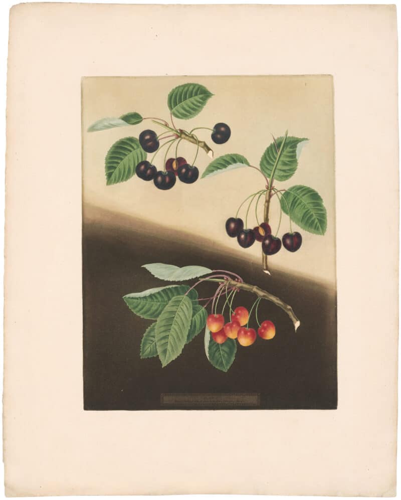 Brookshaw Pl. 11, Cherries - Tradesanto/ Millet's Duke