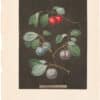 Brookshaw Pl. 14, Plums - Cherry/ Laurence/ French et al
