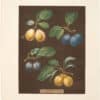 Brookshaw Pl. 21, Plums - Pear/Blue et al