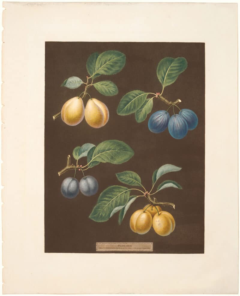 Brookshaw Pl. 21, Plums - Pear/Blue et al
